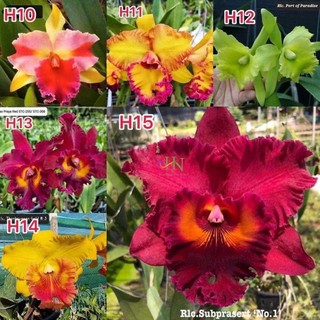 Lan cattleya giống cát 1lá