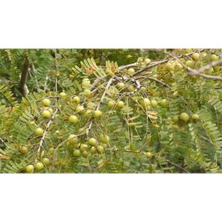 Cây me rừng , mận rừng - cây giống