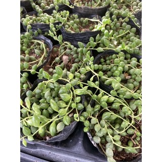 Cây Sen đá mắt nai hạt ngọc dài🌵 ❣ [Chính hãng]⚡ [Ảnh thật] ❤ [FreeShip] ✈ [Có sẵn]