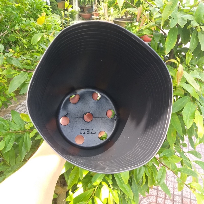 Chậu nhựa đen dáng cao, sâu lòng, ươm sầu riêng C20  chậu C18, chậu C17