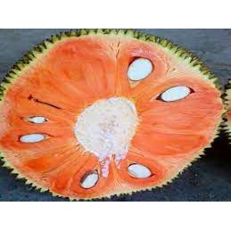 Mít ruột đỏ Indonesia siêu sớm (sản phẩm có bảo hành)