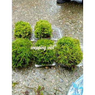 Rêu weeping bán cạn xanh đẹp