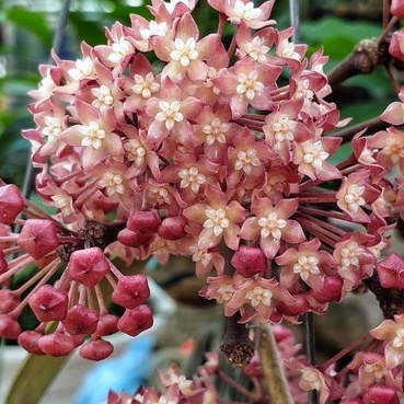 Cẩm cù Hoya Sarawak