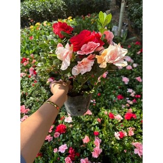 Cây giống hoa đỗ quyên