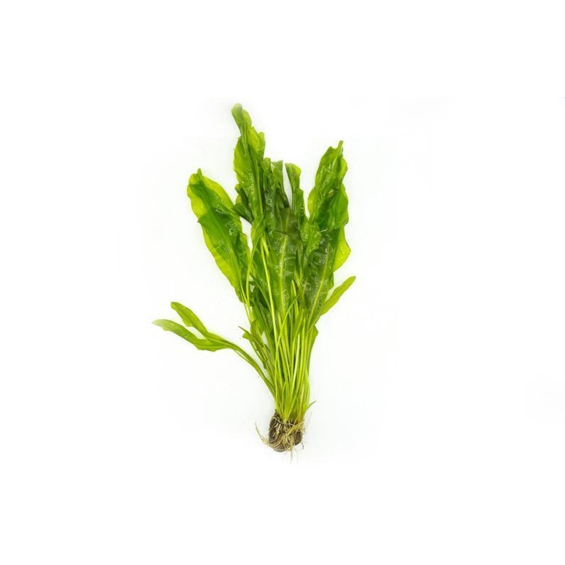 Choi Xoắn - Aponogeton Ulvaceus