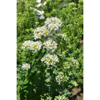 200h hạt giống oregano kinh giới tây
