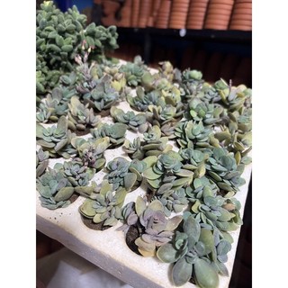 sen đá đô la size vi~ sen đá đà lạt giống mới