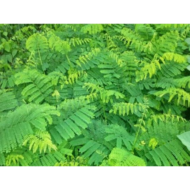 Cây phượng vĩ ,cây đẹp + siêu tốt