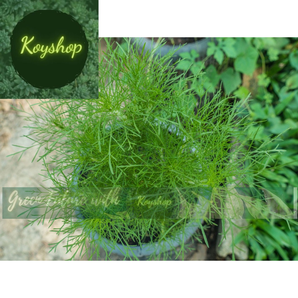 Hạt giống Thì Là - Rado Seeds X 2 gói - Giá sỉ tốt hơn!
