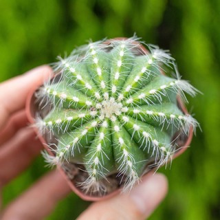 Xương rồng bí xanh 3-5cm - Vườn sen đá