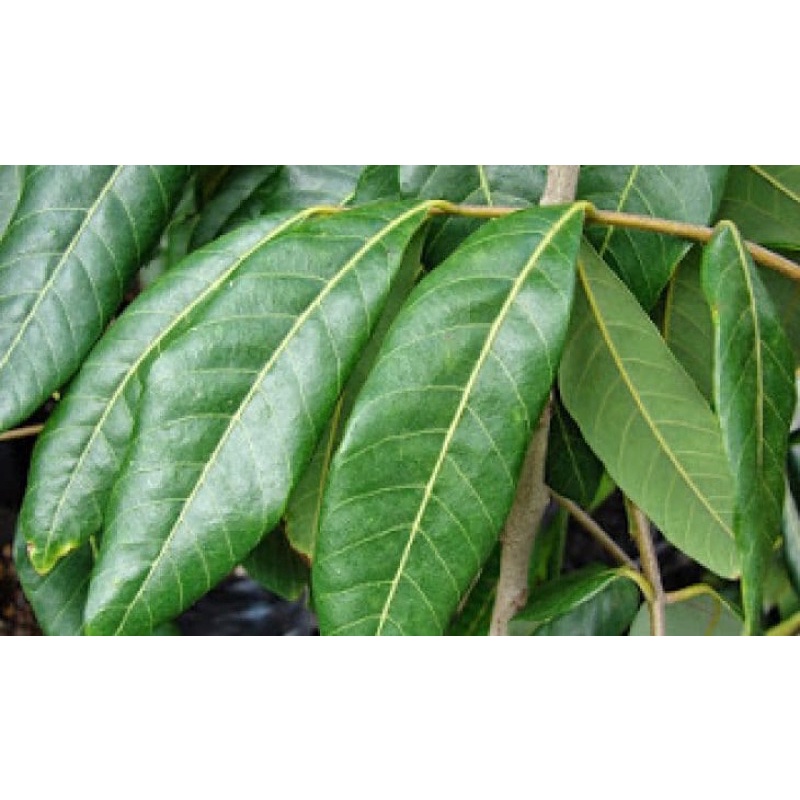 1kg lá nhãn tươi của nhà - lá tắm bé dân gian (Khách đặt mới hái)