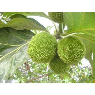 Cây giống Sa Kê Ghép ( Giống chuẩn, cây TO CAO khỏe )