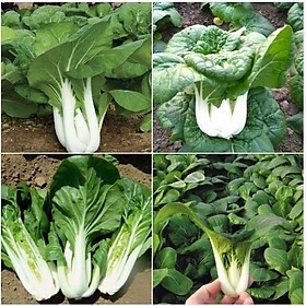 10gr hạt giống cải thìa cọng trăng cải bẹ trắng