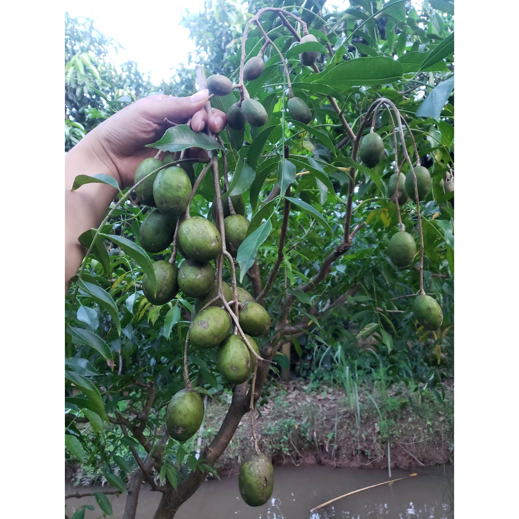 500g Cóc bao tử - cóc thái Hà Nội