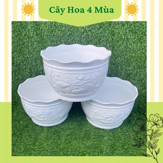 Chậu nhựa trồng cây uyên ương đủ size cực dày dặn
