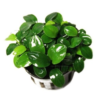Ráy nana petite cây thủy sinh