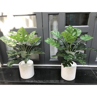 cây trầu bà giả 70 cm (kèm giỏ cói)