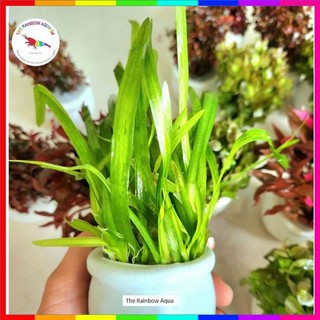 Cỏ thìa Nhật, cây thủy sinh khỏe đẹp không cần CO2