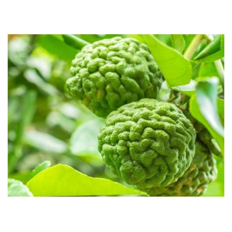 Trái Chúc  An Giang - 1kg