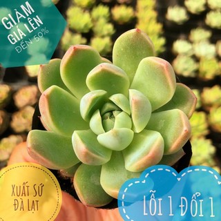 ⚡️giống mới⚡️sen đá thiên thanh mới size bầu