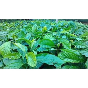 Giống Cây Cà Phê (sản phẩm có bảo hành)