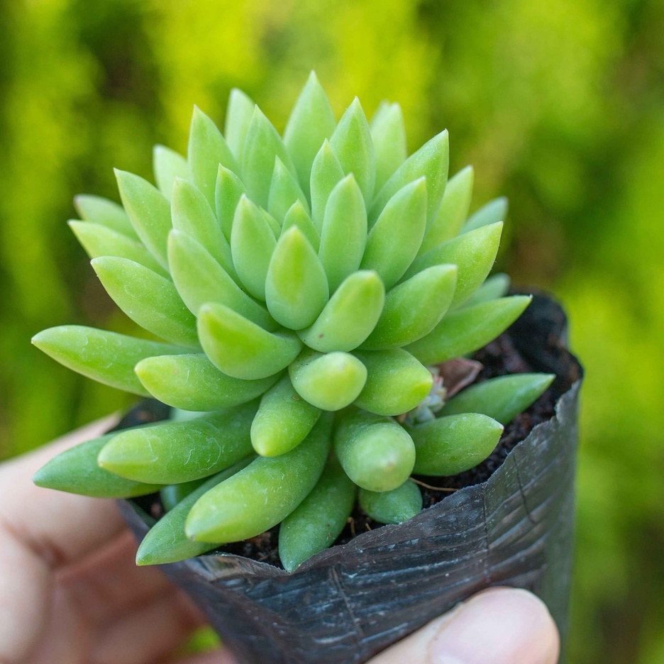 Sen đá chuỗi ngọc đứng - Vườn sen đá