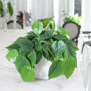 Chậu cây Trầu bà lá tim xanh Philodendron Scandens