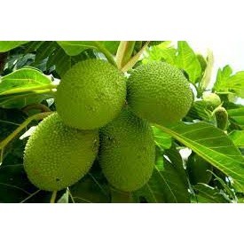 cây giống sake ( cây siêu sớm có bảo hành)
