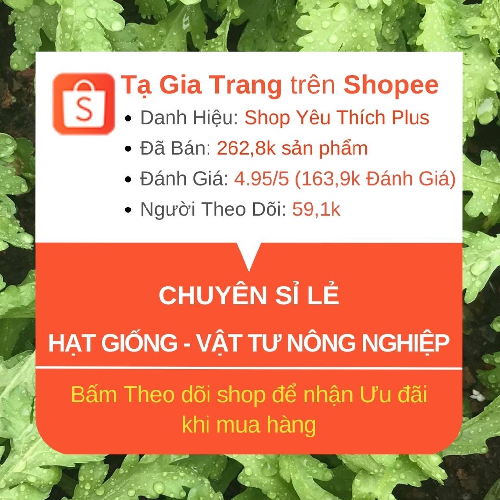 1KG hạt giống củ cải trắng
