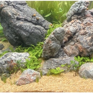 Cát Vàng Kim Sa 1kg - Cát Trang Trí Bể Cá, Bể Thủy Sinh