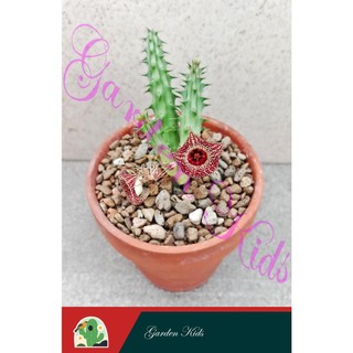 Xương rồng sao biển hoa đỏ