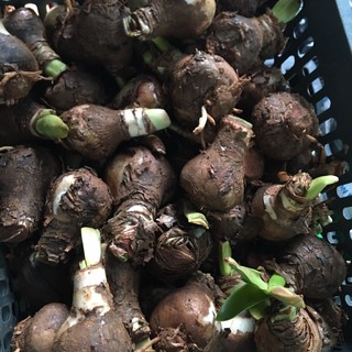 Củ hoa huệ đỏ - Huệ Tây đỏ
