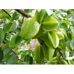 Cây giống khế chua ( sản phảm có bảo hành bao đổi trả)