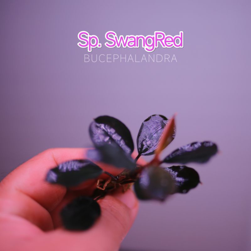 Sp.SwangRed | cây thuỷ sinh lá tròn cực đẹp | hàng ngọn | lá cạn