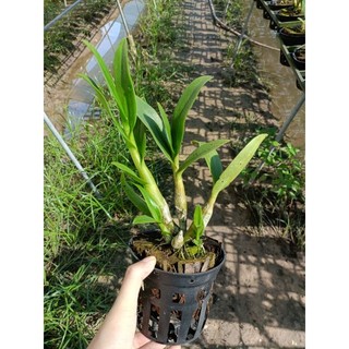 Phong lan denro chớp sổ (tỉ lệ chớp 5%)