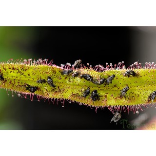 Gọng Vó Drosera Adelae bắt côn trùng