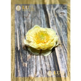 Đầu hoa tràm trà 9 - 10cm | LU