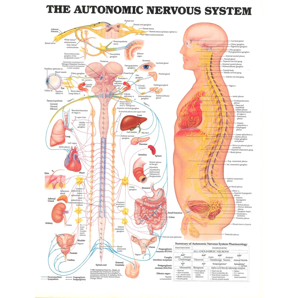 HỆ THỐNG NĂNG LƯỢNG TỰ ĐỘNG HỆ THỐNG ANATOMICAL DIAGRAM CHART IN Nghệ Thuật Lụa Poster Trang Trí Tườ