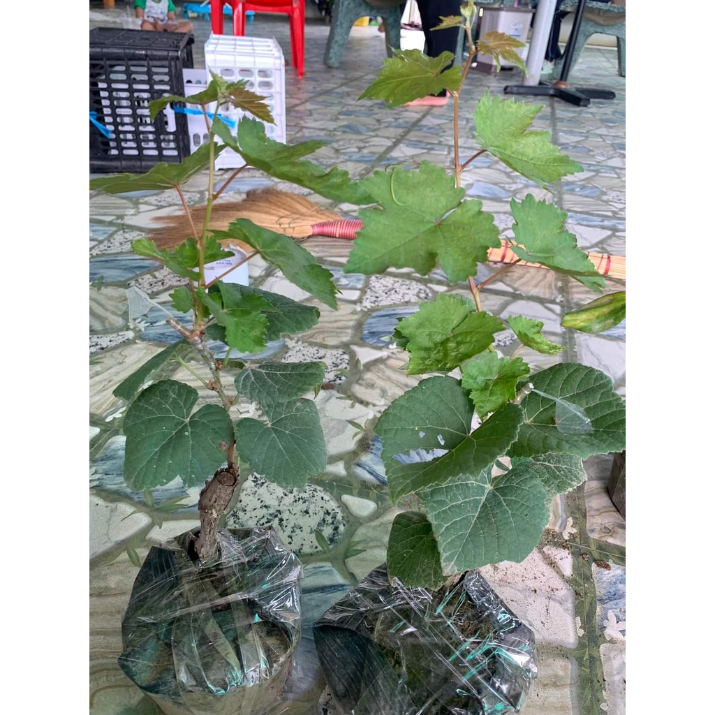 Cây Nho Ngón Tay Đen Không Hạt,cây ghép cho Trái sớm 6-7 tháng.