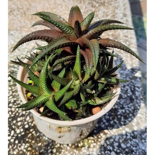 Móng rồng xanh xoáy chậu lớn