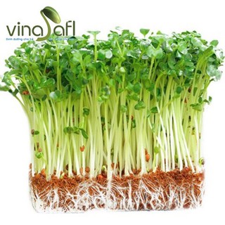 15gr hạt giống rau mầm cải bẹ xanh