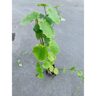 Cây cát đằng lá nhỏ