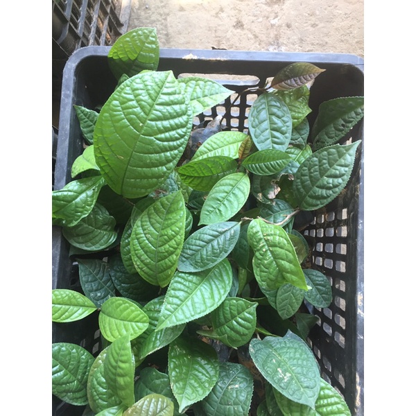 Trà hoa vàng hakoda Tam Đảo - cây giống ươm từ hạt