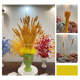 Bó hoa bông lúa mạch khô, bông lúa mạch khô decor trang trí sét 100 bông