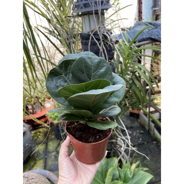 Cây bàng Singapore