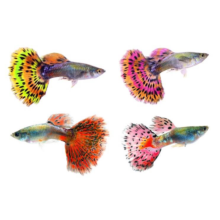 HANAH AQUARIUM_Cám groom cá nhỏ, thay trùn chỉ 42% đạm