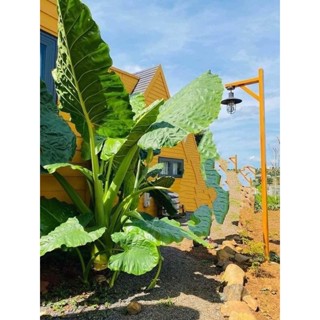 ráy voi Siêu to (10 cây)