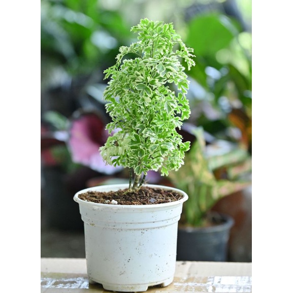 Cây đinh lăng mini cẩm thạch