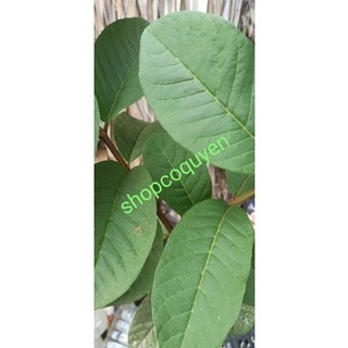 1 kg lá ổi tươi