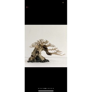 bon sai thuỷ sinh mini(cao từ 10 cm-15 cm)
